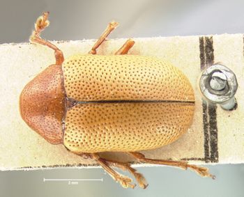 Media type: image; Entomology 17324   Aspect: habitus dorsal view